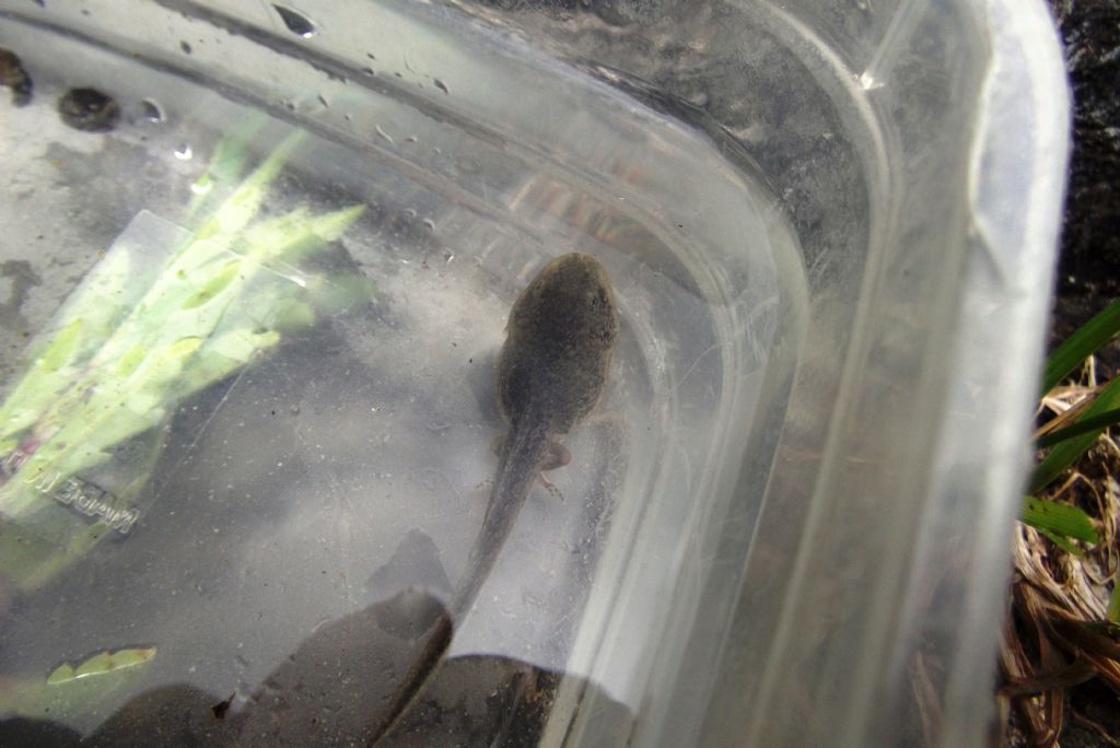 identificazione girini - Rana italica